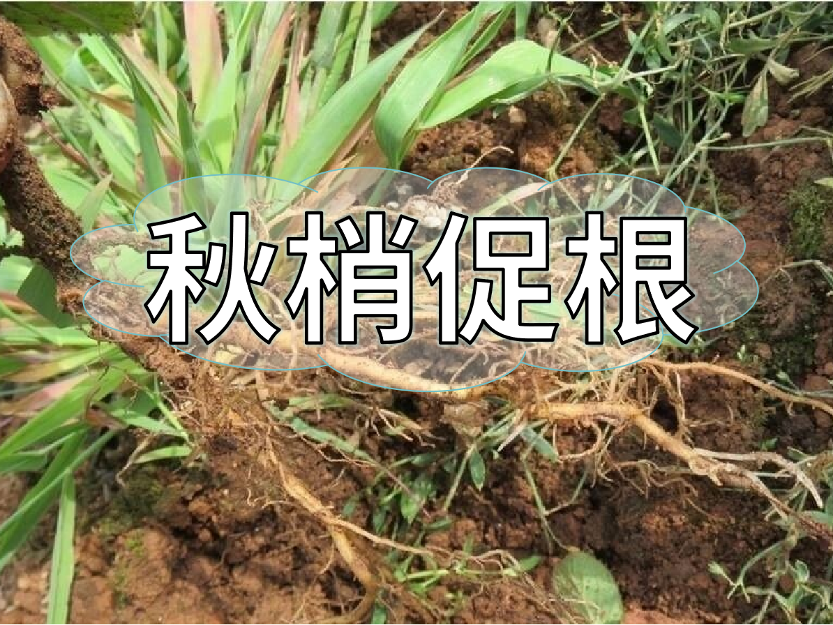 秋季促梢壯梢忙，促根養(yǎng)根才是第一步