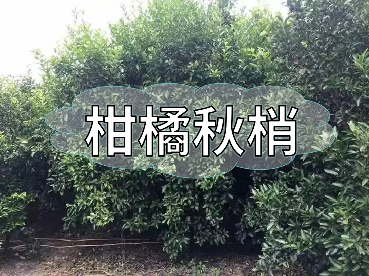 柑橘秋梢老熟期，抓好重點(diǎn)穩(wěn)今年，保明年